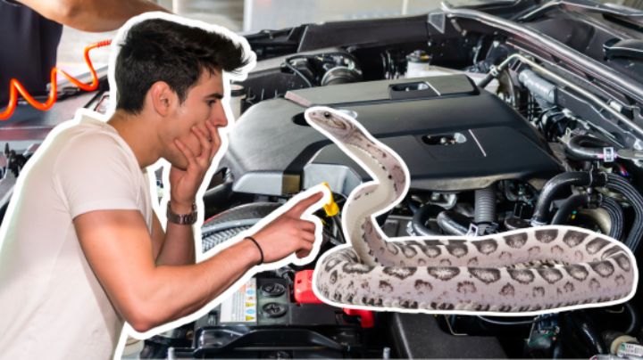 Serpientes en el auto: ¿Cómo evitar esta peligrosa sorpresa?