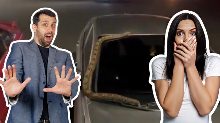 ¿Y si hay una serpiente en tu coche? Esto es lo que debes hacer