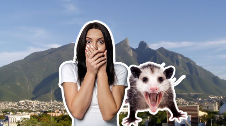 Tlacuaches en Monterrey: ¿Son peligrosos? Estas enfermedades pueden transmitir