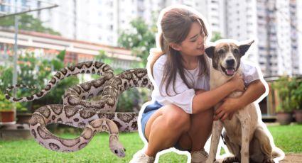¿Qué puedo hacer para salvar la vida de mi perro si le mordió una serpiente venenosa?