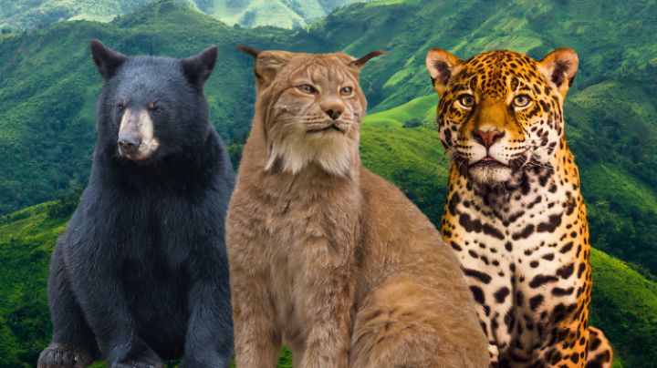 Día Mundial de la Vida Silvestre: 5 Especies Únicas de Nuevo León