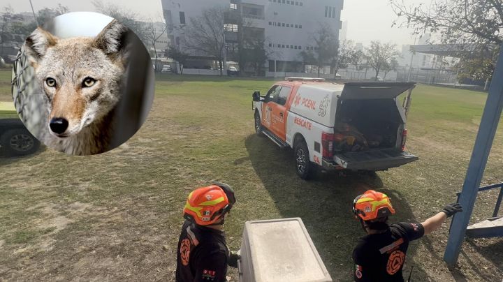 Rescatan a coyote dentro de colegio en Monterrey