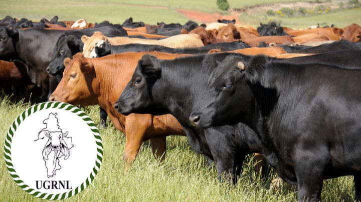 Busca Unión Ganadera nuevo líder que impulse exportación a EU