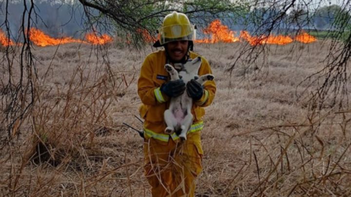 Rescatan a perritos y a su mamá que iban a ser alcanzados por el fuego en incendio de Linares
