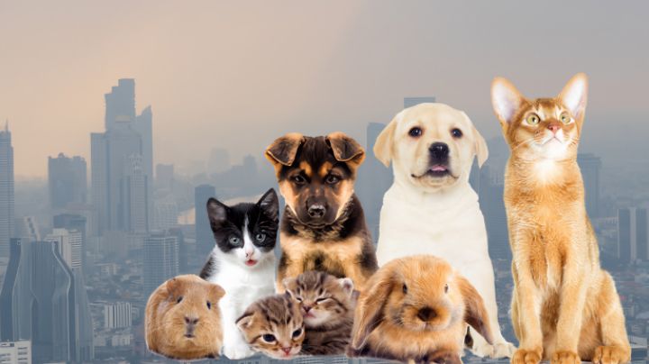 Mala Calidad del Aire en Monterrey: Cómo afecta a tu mascota y Cómo protegerla