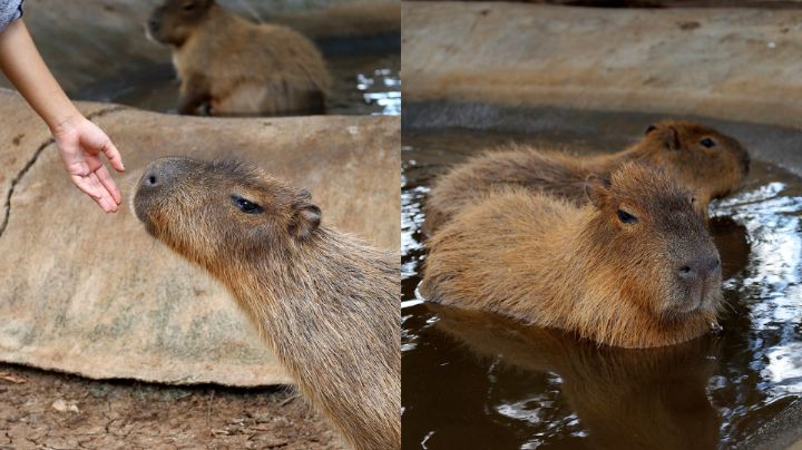 ¡Nuevo León tiene capibaras! Mira dónde puedes visitarlos y convivir con ellos