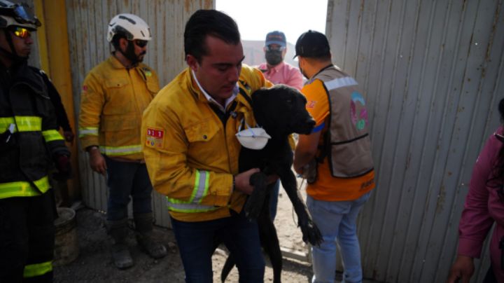 Manuel Guerra rescata en García a 5 perritos y a 20 cabras tras incendios