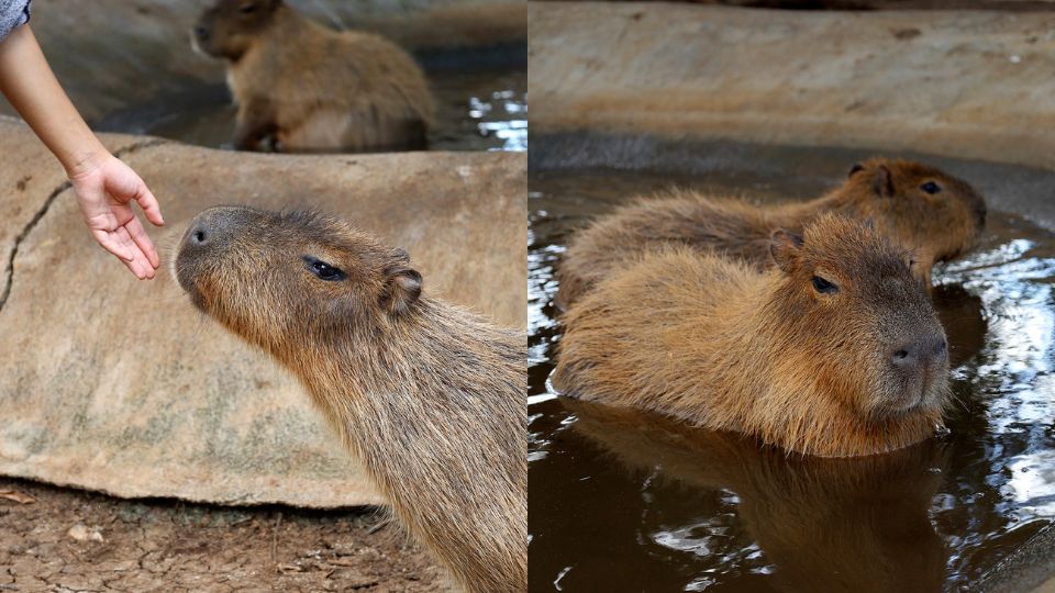 Capibara, roedor gigante originario de Sudamérica | Facebook / Bioparque Estrella
