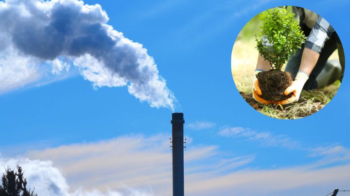 ¿Vives cerca de una empresa que contamina? Estado invita a que adoptes un árbol
