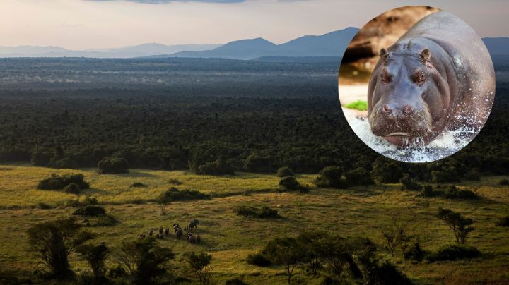 ¿Qué les pasó? Hallan muertos a 50 hipopótamos en parque del Congo