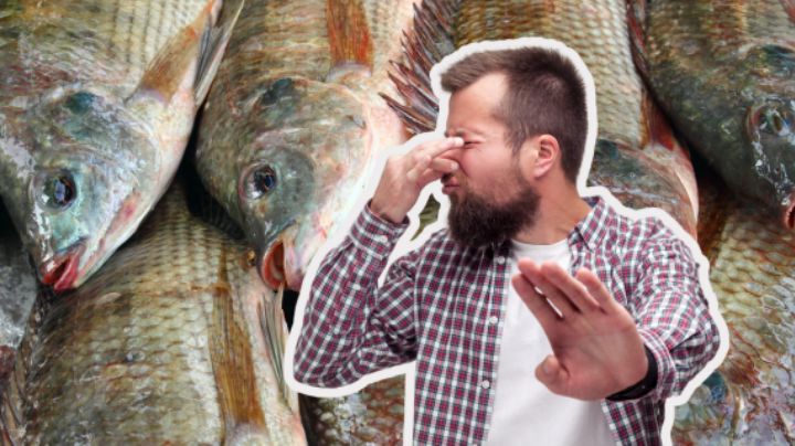 5 señales de que un pescado ya no sirve | Guía rápida