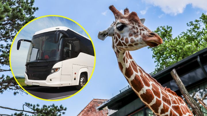 ¿Cuánto cuesta el tour en autobús al Bioparque Estrella? | Semana Santa 2025