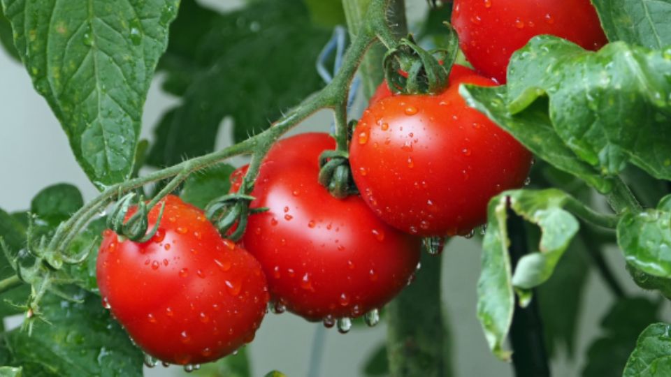 Tomate mexicano.