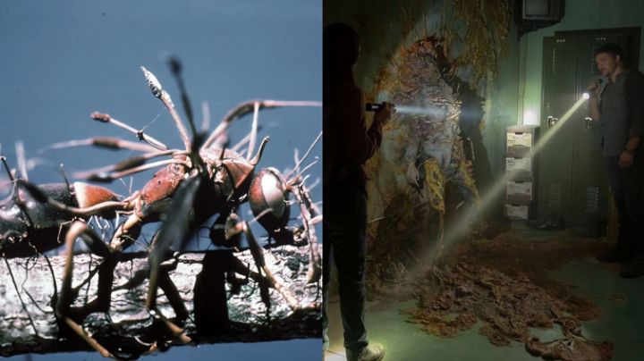 ¿El hongo de The Last of Us podría infectar humanos en la vida real? Esto dice la ciencia