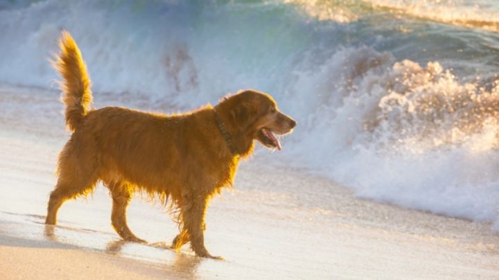 ¿Vas a llevar a tu perro a la playa en Semana Santa 2025? No olvides hacer esto antes de tu viaje