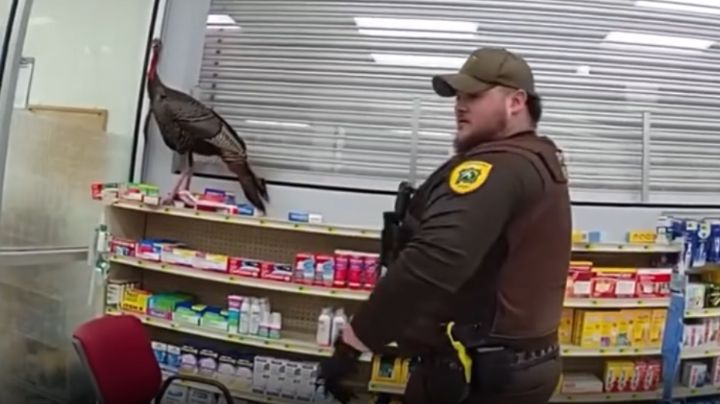 ¡Llamaron al 911! Pavo salvaje espanta a clientes de farmacia en Indiana