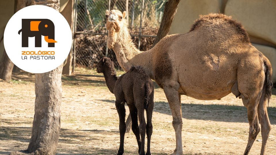 Nace dromedario en La Pastora | Zoológico La Pastora