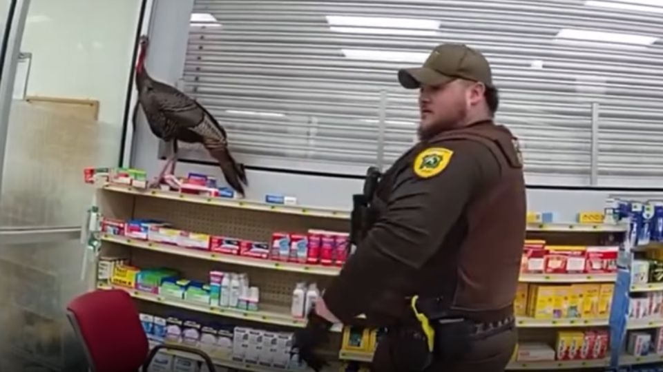 Capturan a pavo salvaje en farmacia de Indiana