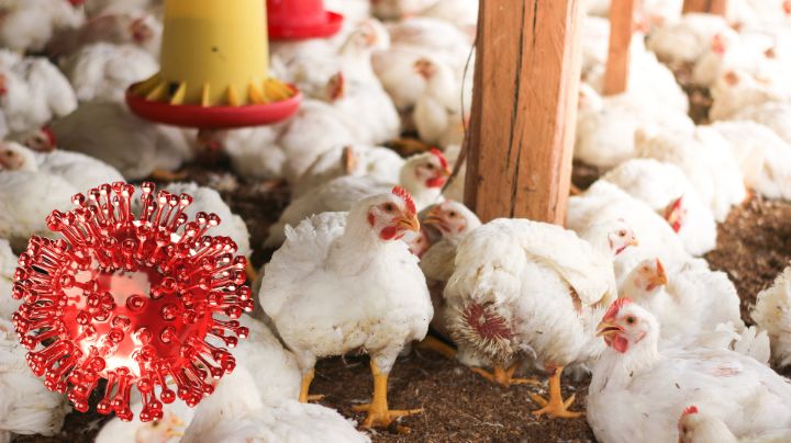Detectan brote de influenza aviar en granja de Marín, Nuevo León