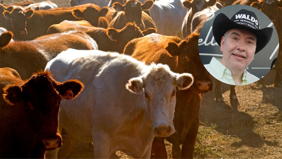 Nuevo León busca revivir exportación de ganado a EU con apoyo del Senado
