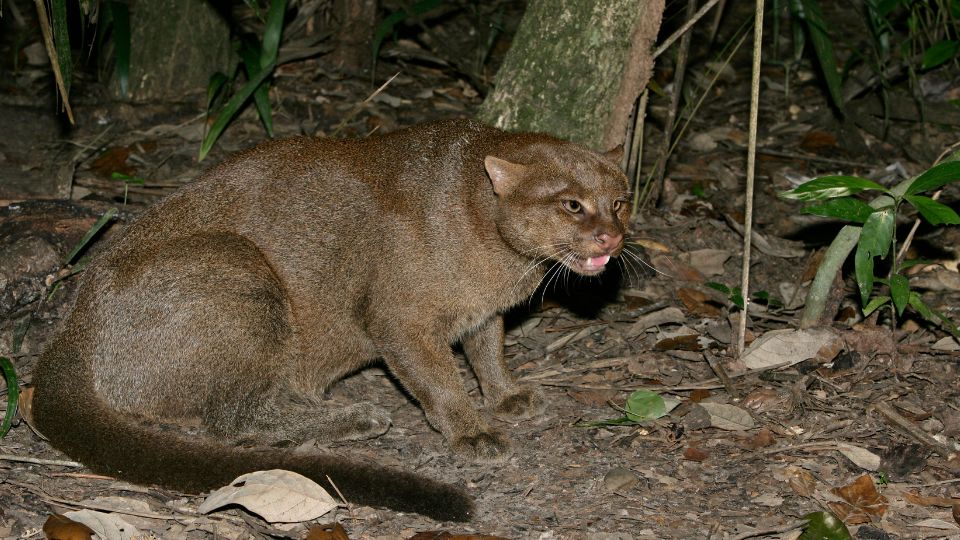 Jaguarundi, especie amenazada en México