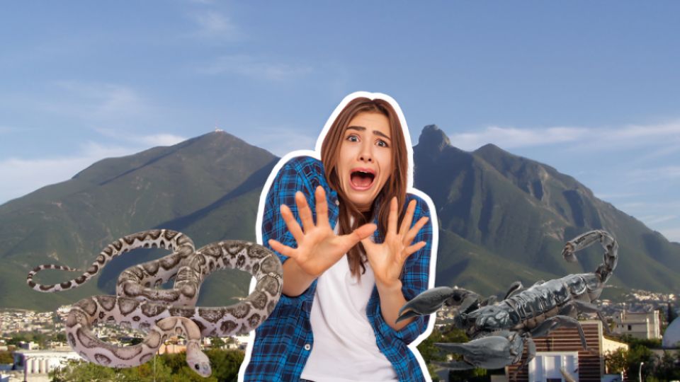 Estos son los animales que aparecen en Monterrey con el calor.