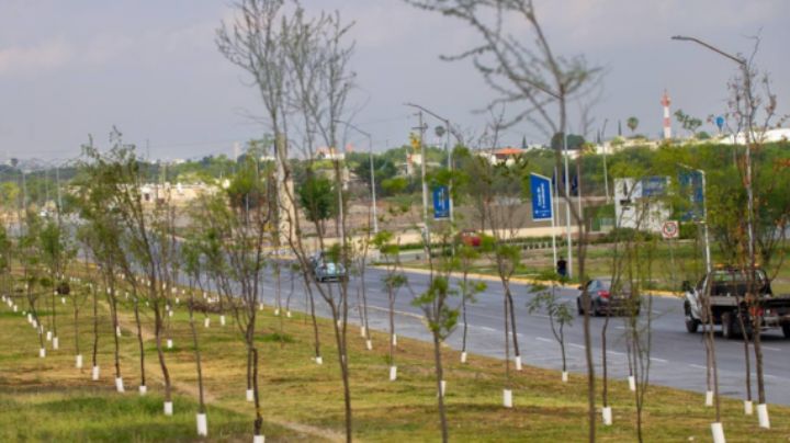 Siembran en Juárez, NL, 16 mil árboles nativos para pelear contra la contaminación