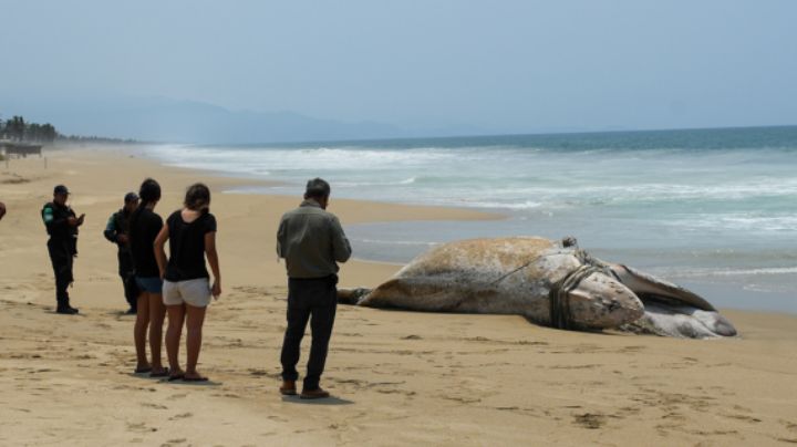 Encuentran a una ballena jorobada muerta y con parte de una red de pesca en Guerrero