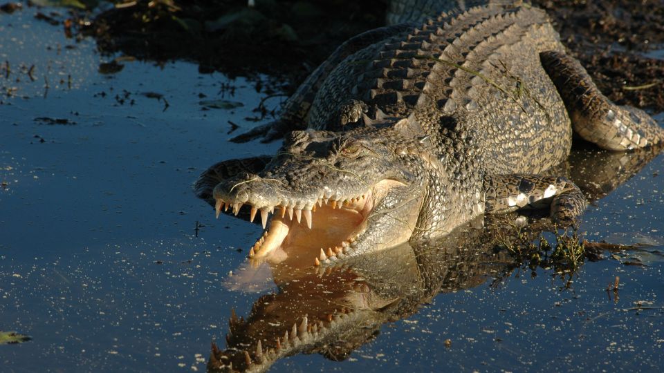 Cocodrilo en un pantano