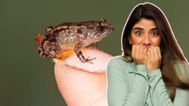 La rana más pequeña del mundo: datos curiosos para celebrar el Día de los Anfibios