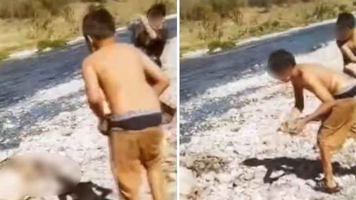 Niños matan a pedradas a cabra en Juárez; video causa indignación