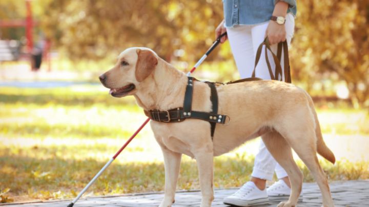 Día internacional del perro guía: ¿Cuánto cuesta adquirir a uno de estos animales?