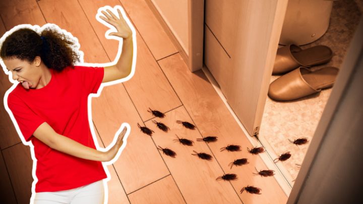 ¿En qué lugares se esconden las cucarachas en temporada de calor? Así puedes eliminarlas