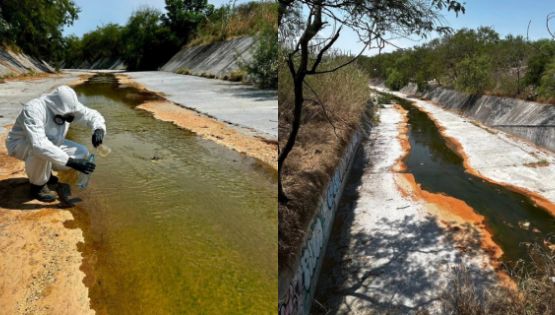 Encuentran tortugas muertas en arroyo La Talaverna por derrame químico de Ternium