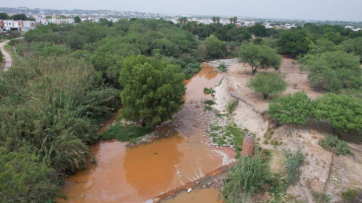 Además de tortugas, derrame de Ternium también puede dañar peces, ranas y castores