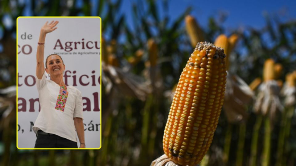 La presidenta, Claudia Sheinbaum, contempla una inversión de 83 mil 760 millones de pesos hacia 2030 para beneficiar a 750 mil productores agrícolas y alcanzar la soberanía alimentaria.