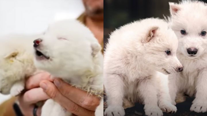 Científicos crean 2 ejemplares de lobo terrible, especie extinta hace 10 mil años