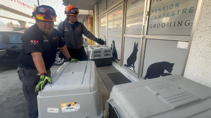 Rescatan a 4 perritos que fueron abandonados afuera de la Central de Autobuses