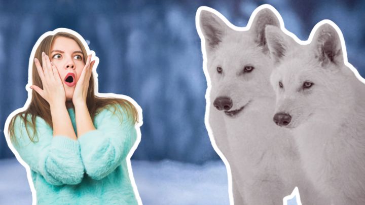 ¿Por qué se extinguieron los lobos terribles, los verdaderos “huargos” de Game of Thrones?