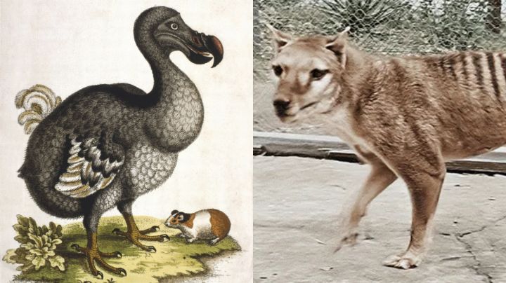 ¡No solo el lobo terrible! Estos son los otros 2 animales extintos que podrían volver a la vida