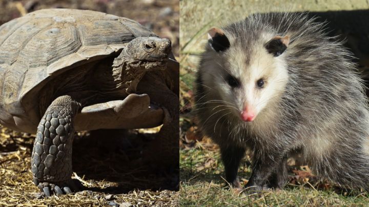 Tortuga del desierto y tlacuache norteño lideran lista de avistamientos en NL