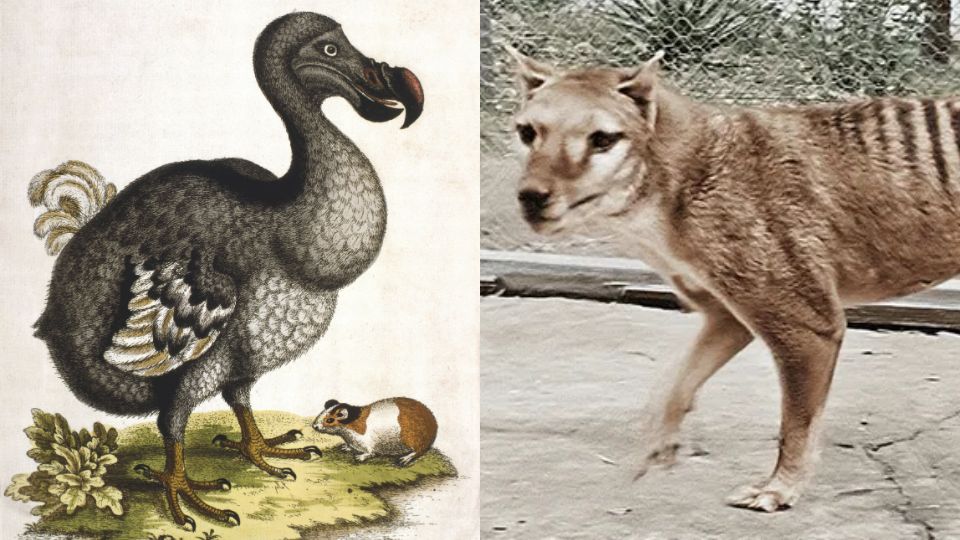 Pájaro dodo y tigre de Tasmania podrían alcanzar la desextinción