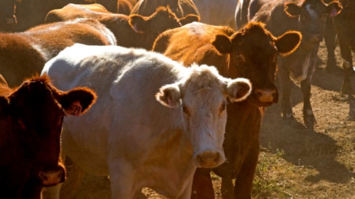 México y EU suspenden importación de animales vivos tras detectarse gusano barrenador en Texas