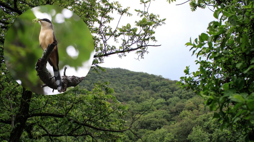 Cuclillo Manglero es avistado en La Estanzuela | Parque La Estanzuela