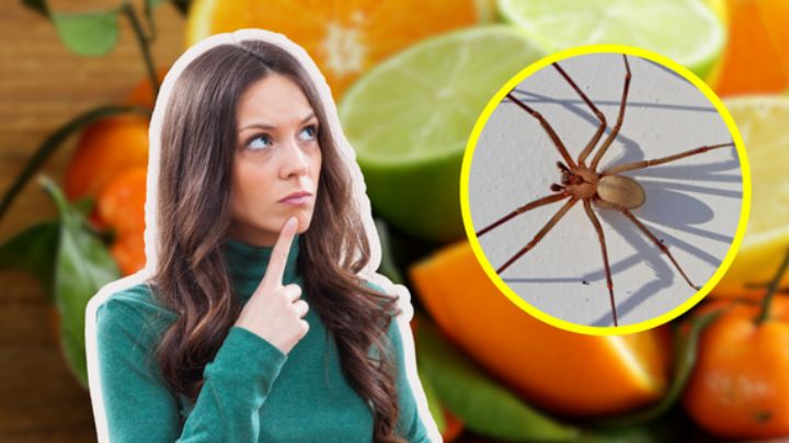 ¿Podrían los limones ser tus aliados contra las arañas violinistas? Esto dice la IA