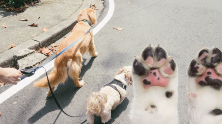 Así puedes evitar que tu perrito se lastime las patas cuando sale a caminar en temporada de calor