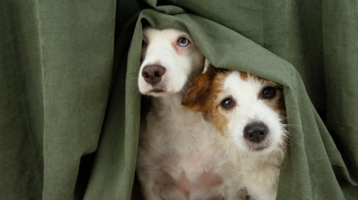 ¿Tu perro no es sociable? Una veterinaria explica por qué y qué puedes hacer