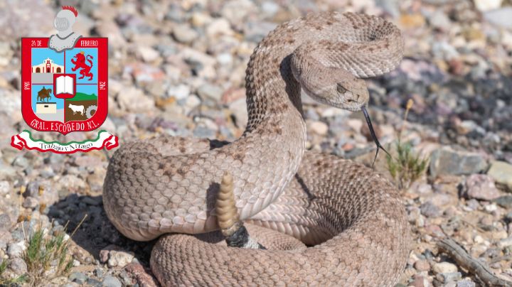 Capturan a 2 víboras en diferentes lugares de Escobedo… ¡en menos de 10 minutos!
