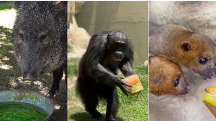 Animales de La Pastora enfrentan ola de calor en NL con suero oral y snacks congelados