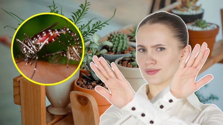 5 Plantas que atraen mosquitos y que deberías evitar en tu jardín, según la IA